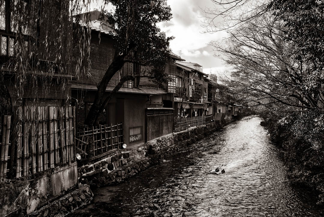 Two ducks glide by homes along a Kyoto canal in 2013.
