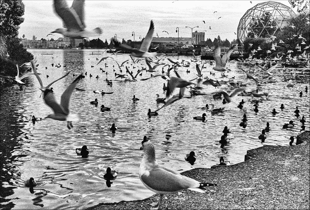 Birds congregating in and on the shore of Lake Merritt in Oakland California in 2006.
